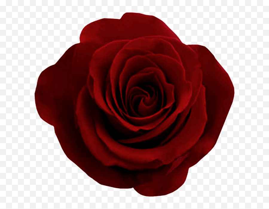 Rose Clipart High Resolution Rose High - Rose Png Emoji,Red Rose Emoji