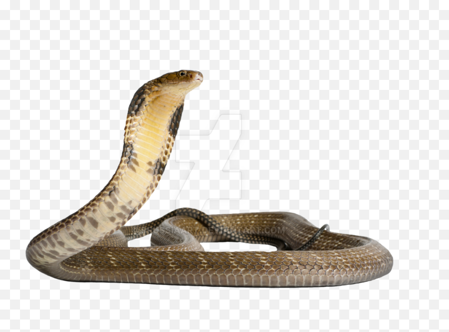 Venomous Snake Gaboon Viper King Cobra - Anaconda Png Transparent Background Png Snake Emoji,Emoji Snake Streched Out