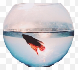 Fish Fishes Sticker - Aquarium Fish Emoji,Fishbowl Emoji Transparent