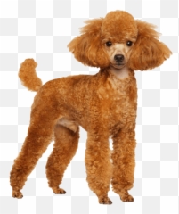 Poodle Png Transparent Images Png All - Miniature Poodle Emoji,Poodle Emoji