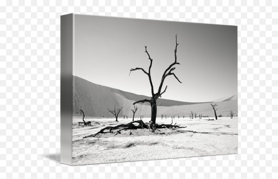 Surreal Desert Landscape By Alexander Hafemann - Black And White Trees In Desert Emoji,Trees Emotion Paintings