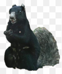 Discover Trending Squirrel Stickers Picsart - Fox Squirrel Emoji,Chipmunk Emoji Android