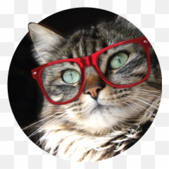 About U2013 Red Dot - Domestic Cat Emoji,Cat Emotions Comic