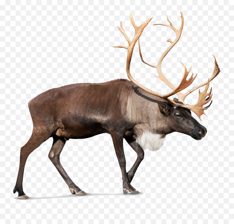 1440x1290 - Caribou Png Emoji,Moose Emoji