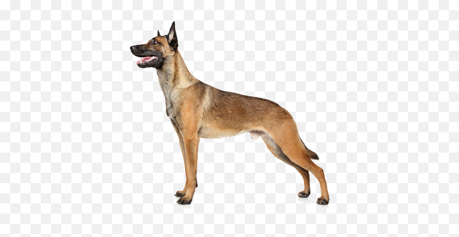 Belgian Malinois Breed Facts And Information Petcoach Emoji,German Sheppherd Emotions Based On Ears