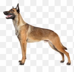 Belgian Malinois Breed Facts And Information Petcoach Emoji,German Sheppherd Emotions Based On Ears