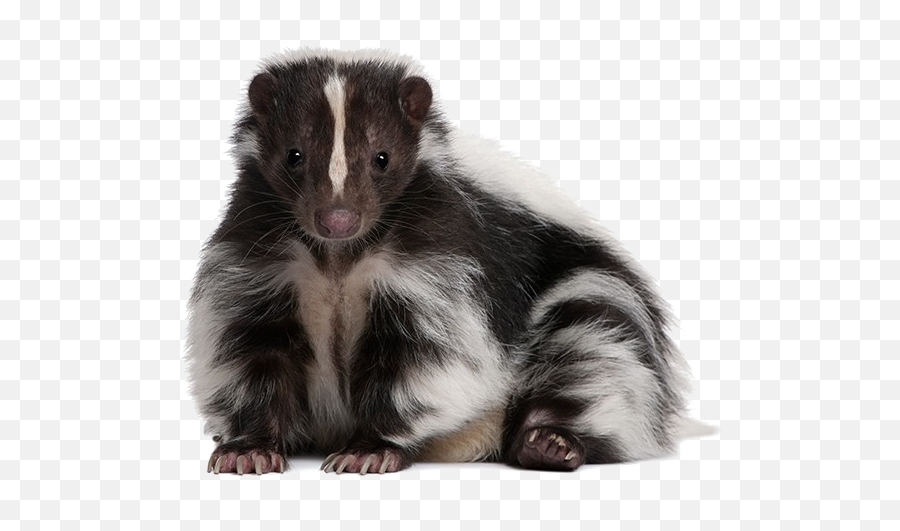 Dog Striped Skunk Eastern Spotted Skunk Pet - Dog Png Striped Skunk Transparent Background Emoji,Skunk Emoji