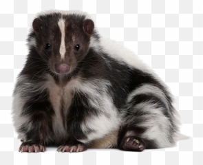 Dog Striped Skunk Eastern Spotted Skunk Pet - Dog Png Striped Skunk Transparent Background Emoji,Skunk Emoji