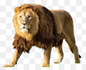 Lion Psd Psd Free Download Templates U0026 Mockups Emoji,Lion Emoji Vector