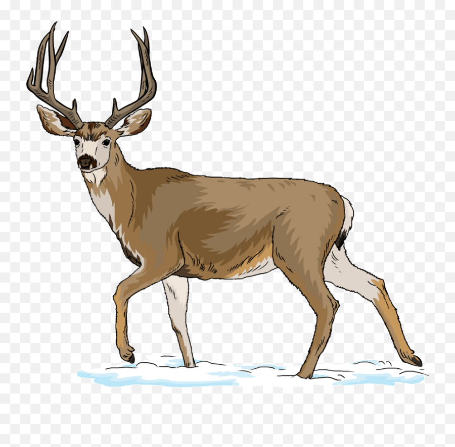 Mule Deer Clipart - Mule Deer Clipart Emoji,Whitetail Deer Emoji