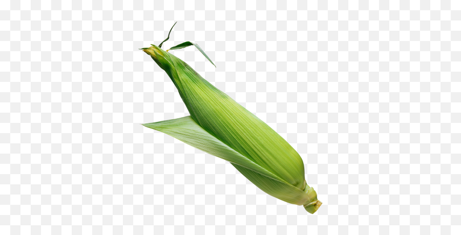 Corn Cut Out Png - Corn Leaf Png Emoji,Corn Emoji Thanks