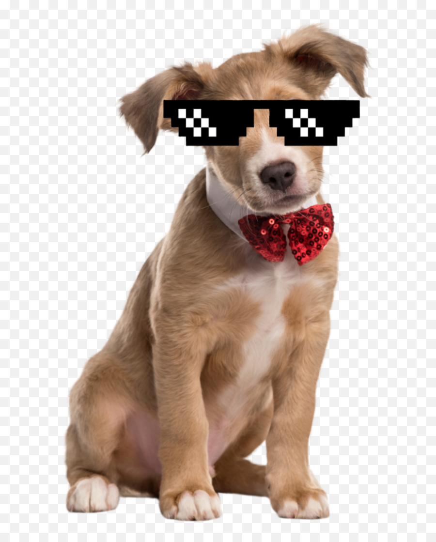 Dog - Dog Emoji,Dog With Glasses Emojis
