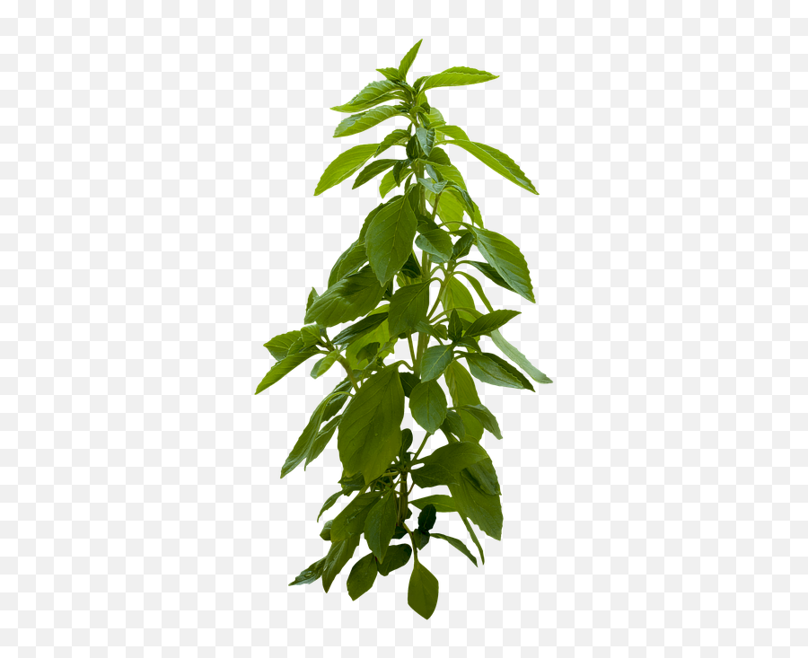 Woody Plant Png U0026 Free Woody Plantpng Transparent Images - Plant Green Png Emoji,Pine Tree And Plant Emojis Facebook