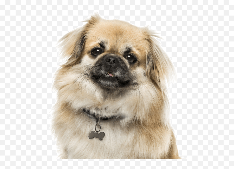 All Categories - Sitios Online Para Adultos En Asturias Tibetan Spaniel Emoji,Todos Los Emojis De Los Compas