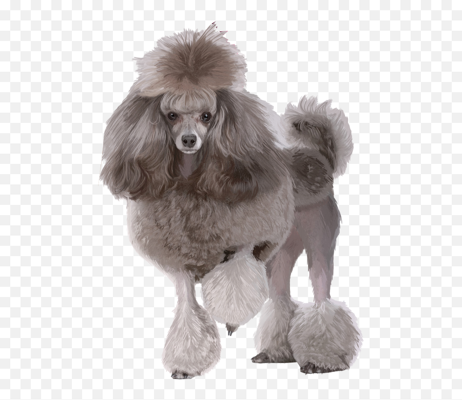 The Most Edited Poodle Picsart - Transparent Poodle Png Emoji,Dog Emojis Poodle