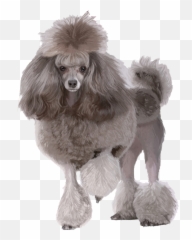 The Most Edited Poodle Picsart - Transparent Poodle Png Emoji,Dog Emojis Poodle