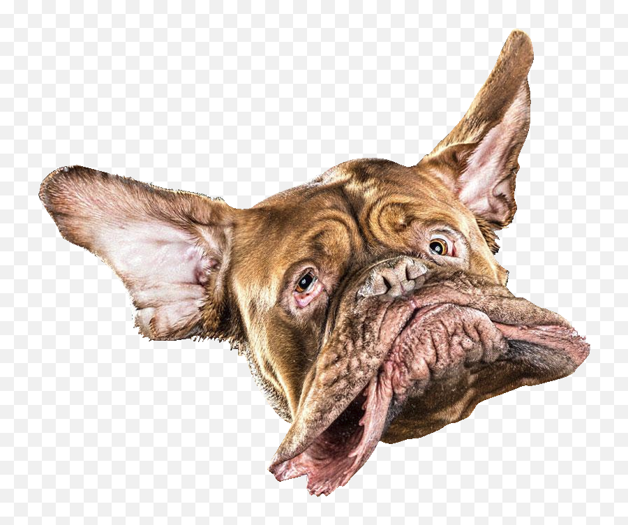 The Most Edited Funnypets Picsart - High Dog Emoji,Laughing Bulldog Emoji Png