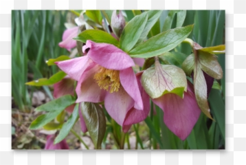Our Spring Flower Essences - Columbine Emoji,Daffodil Pink Emotion