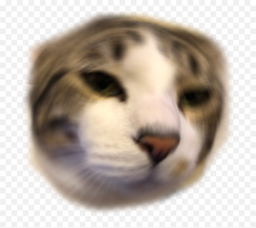 Download Other Emoji Discord Emoji Png Anime Cat Discord - Emotes For Discord Png,Anime Emojis