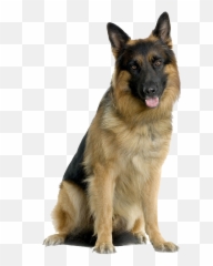 Download Shepherd Puppy Dogs German - Berger Allemand Fond Blanc Emoji,Poodle Happy Birthday Emoticon