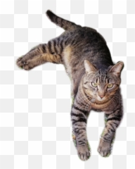 The Most Edited Smaily Picsart - Domestic Cat Emoji,Grey Tabby Emoticons