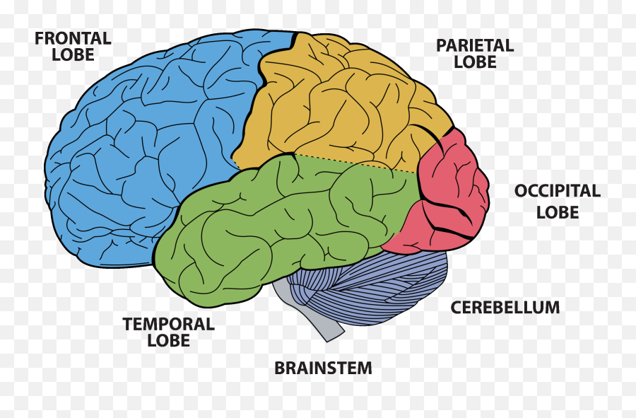 Brain Functions - Temporal Lobe Emoji,Meningioma Affects Areas Of Brain Right Occipital Emotions