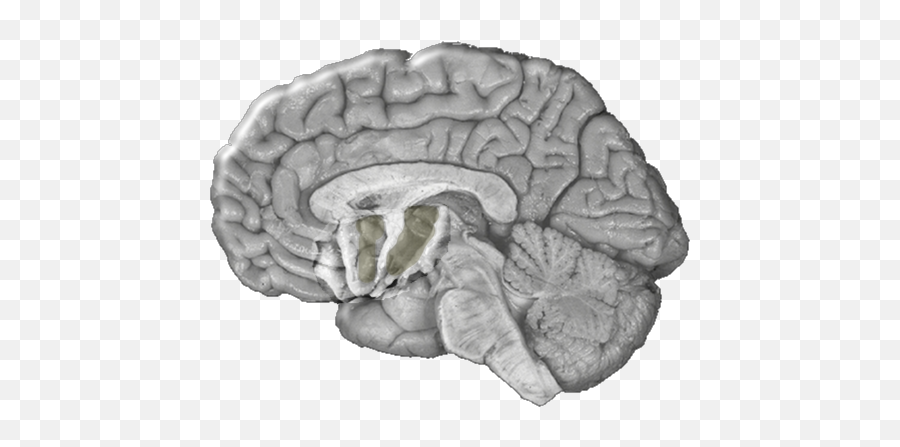 Introduction - Interventricular Foramen And Thalamus Emoji,Brain Emotion Wiring