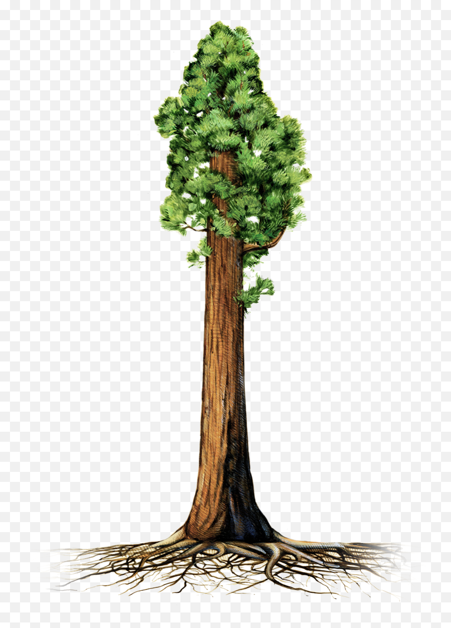 Are Giant Sequoia Trees Succumbing To - Tall Is 60 Meters Comparison Emoji,Amazon Emotions Tree Climbing Articles