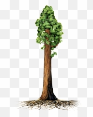 Are Giant Sequoia Trees Succumbing To - Tall Is 60 Meters Comparison Emoji,Amazon Emotions Tree Climbing Articles