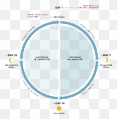 The 4 Phase Cycle - Menstrual Cycle Moon Cycle Emoji,Menstrual Cycle Emotions