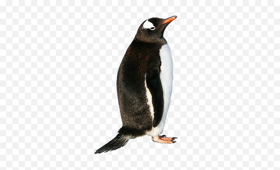 Penguin Png Penguin Transparent - Penguin Back Png Emoji,Whatsapp Emoticons Penguinpng