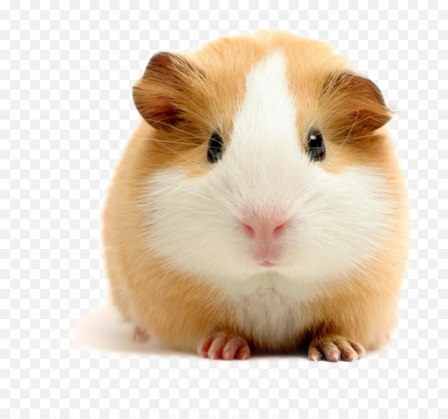 The Most Edited Scguineapigs Picsart Emoji,Guinea Pig Emojis