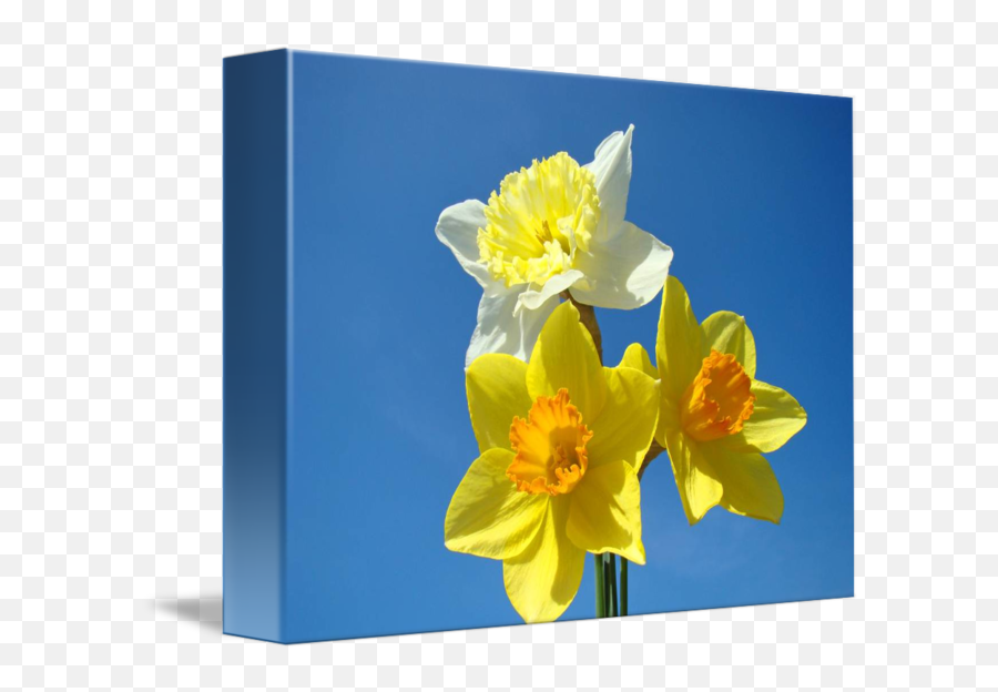 Researchunirnet Home U0026 Garden Cards U0026 Stationery Daffodil Emoji,Daffodil Emoticon Facebook