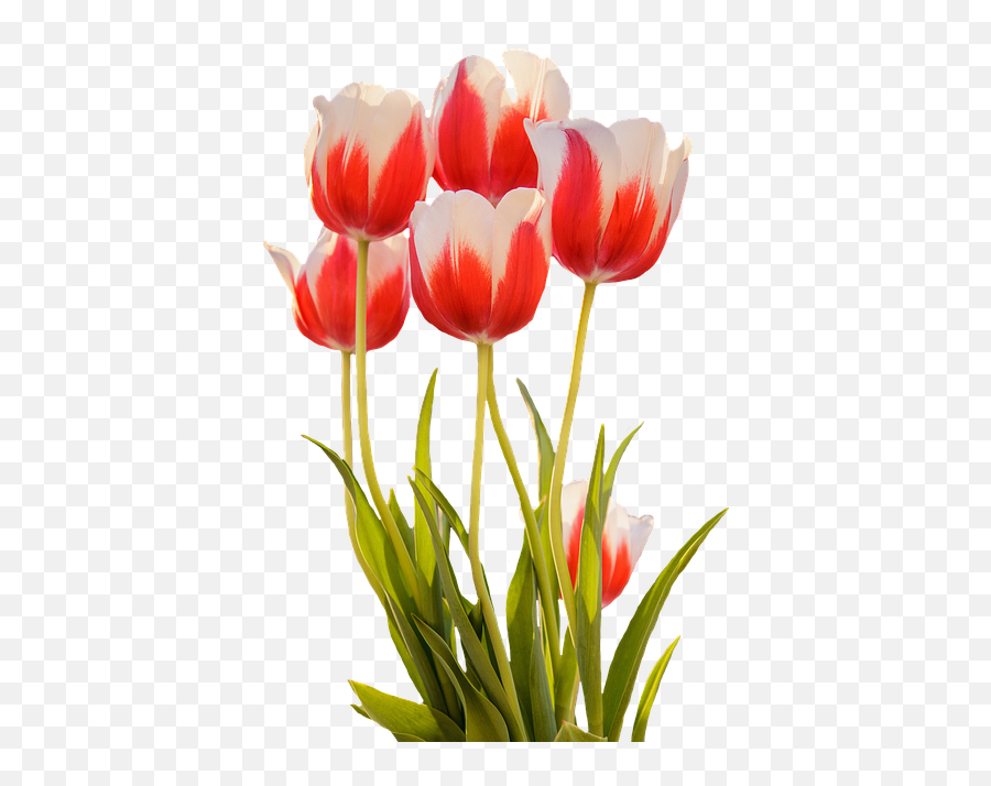Gambar Bunga Tulip Png Free Download - Free Transparent Png Spring Flower Tulip Cartoon Emoji,Wilted Flower Emoji