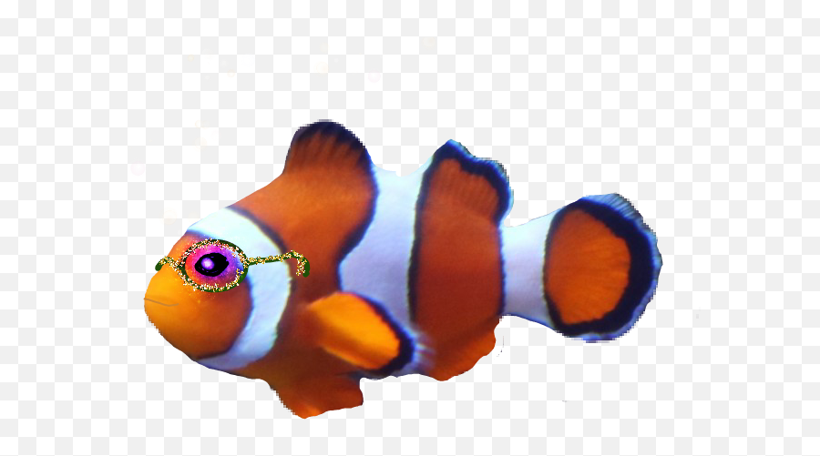 Clownfish Fish Notnemo Koolfish Sticker - Ocellaris Clownfish Emoji,Clowfish Emoji