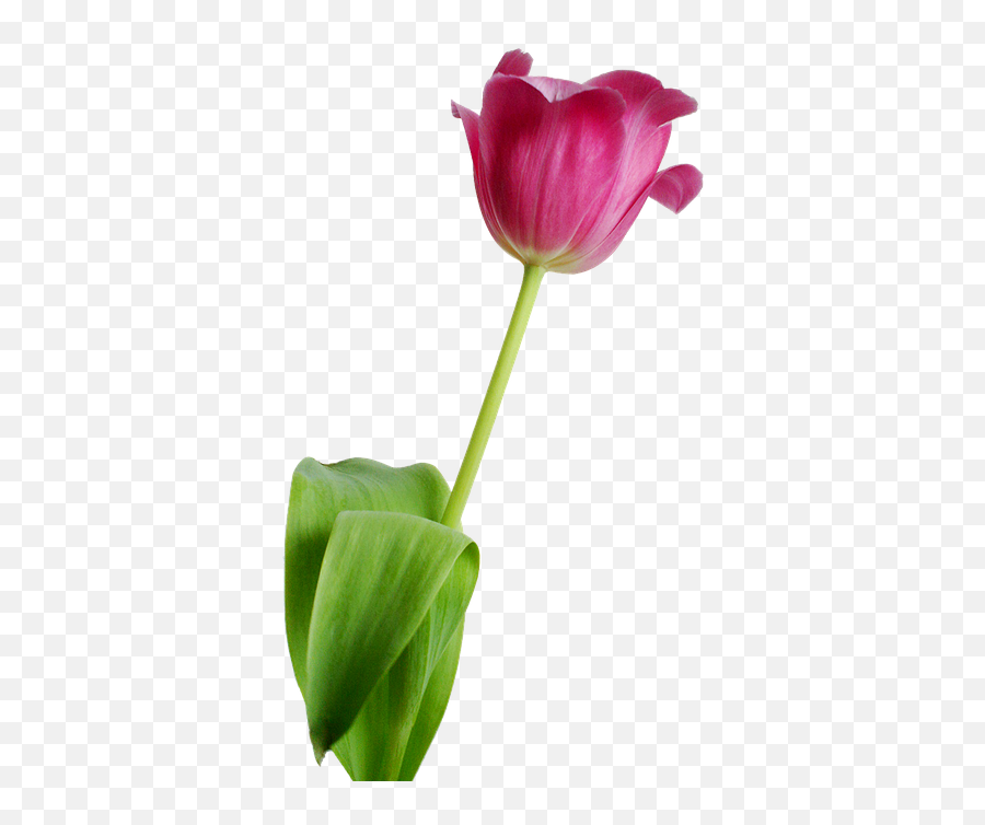 Free Photo Rosa Tulip Transparent Background Flower Nature Emoji,Onion Lotus Emotion