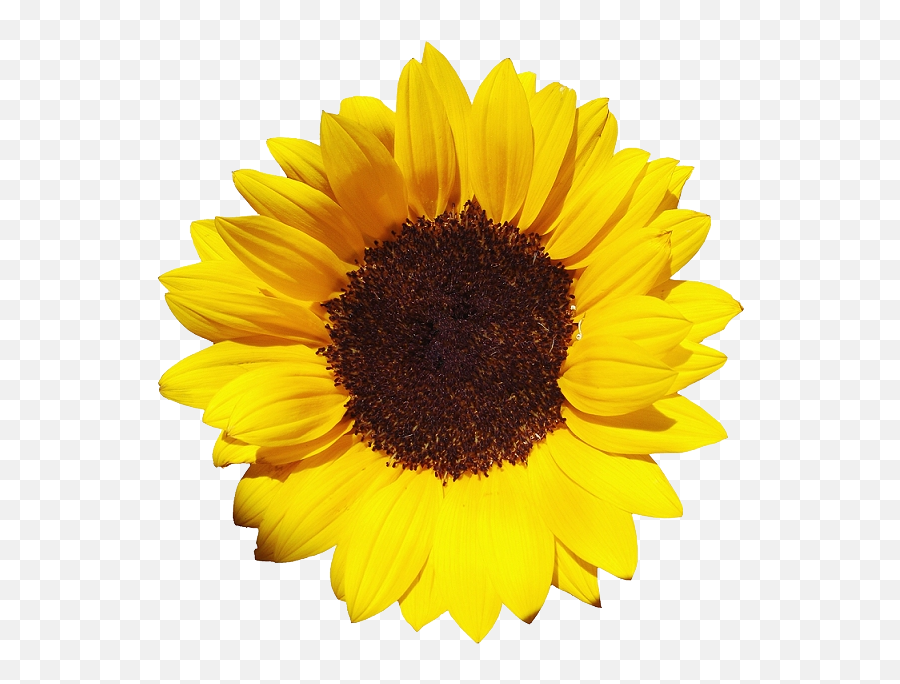 Sun Flower Png Sun Flower Png Transparent Free For Download - Sunflowers Png Emoji,Sun Flower Emoji