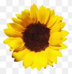 Sun Flower Png Sun Flower Png Transparent Free For Download - Sunflowers Png Emoji,Sun Flower Emoji