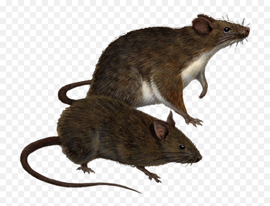 Transparent Background Rat Png - Clip Art Library Emoji,Rat Faces Emojis