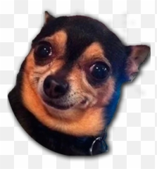 Telegram Sticker From Stupud Dog Pack Emoji,Confused Dog Emoji