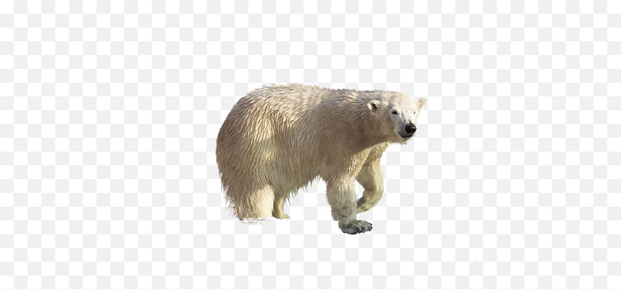 90 Free Polar Bear U0026 Bear Illustrations - Pixabay Polar Bear Climate Change Png Emoji,Ice Bear Showing Emotion