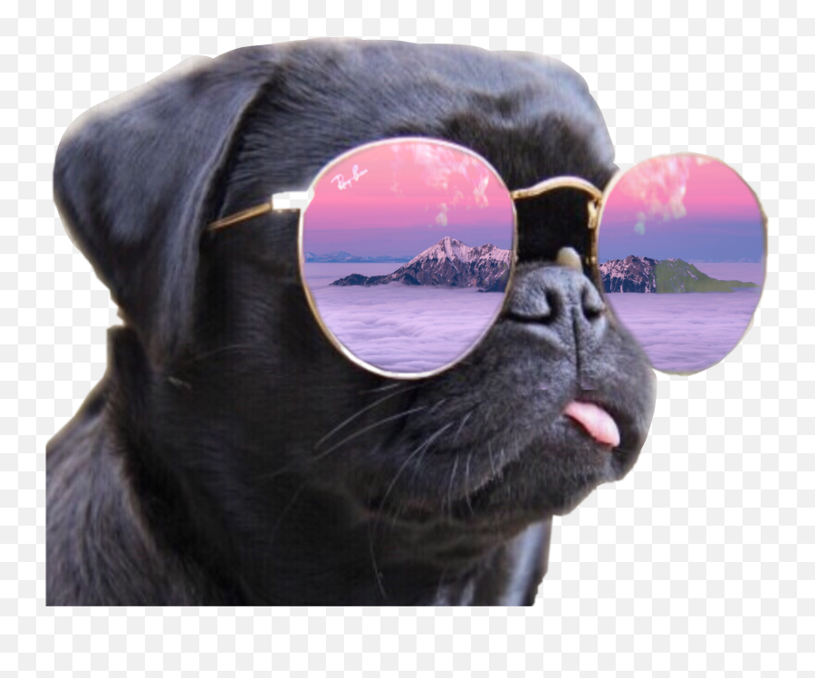 Sweet Pug Glasses Dog Sosweet Sticker - Cool Dog Emoji,Dog With Glasses Emojis
