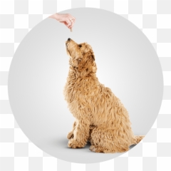 Doggy Daycare Franklin Wi - Water Dog Emoji,Franklins Bad Day Emotions