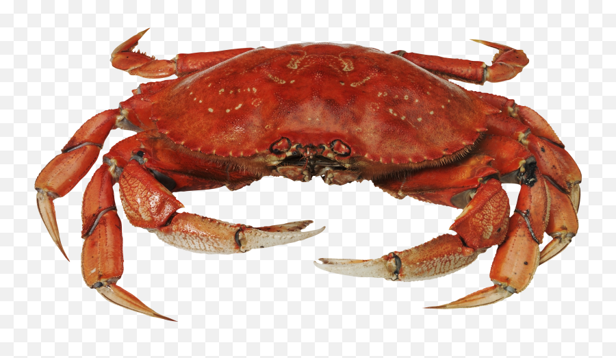 Image - Crab Png Transparent Cartoon Jingfm Crab Png Emoji,Crab Emoji