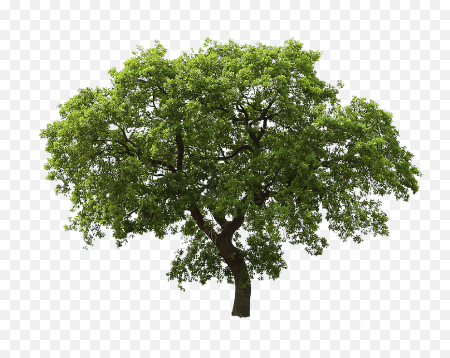 Jungle Tree Png Images Transparent Background - Yourpngcom Tree Png Transparent Emoji,Plant Emoji No Background