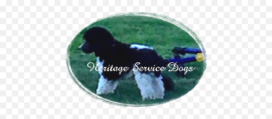 Heritage Service Dogs - Dog Supply Emoji,An Introduction To Dog Intelligence And Emotion