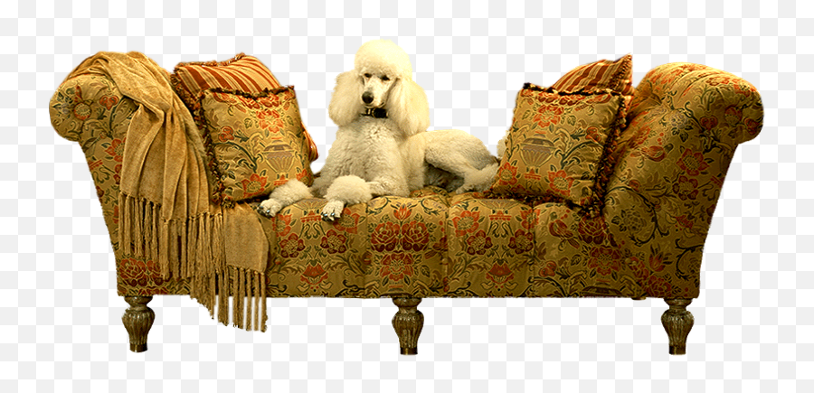 Poodle On Couch Psd Official Psds Emoji,Poodle Emojis