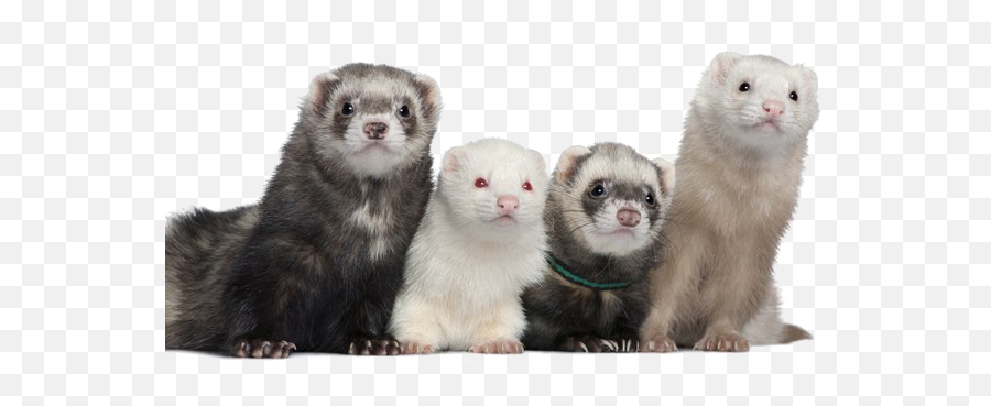 Ferret Png Picture Png Arts Emoji,Ferret Emoji