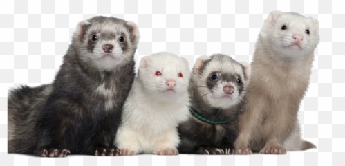 Ferret Png Picture Png Arts Emoji,Ferret Emoji