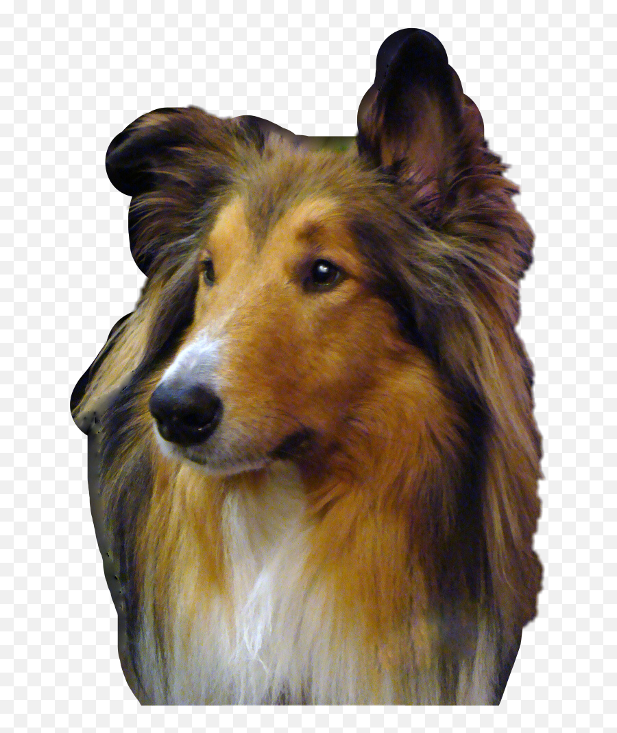 Collie Lassie Freetoedit Sticker - Rough Collie Emoji,Collie Emoji